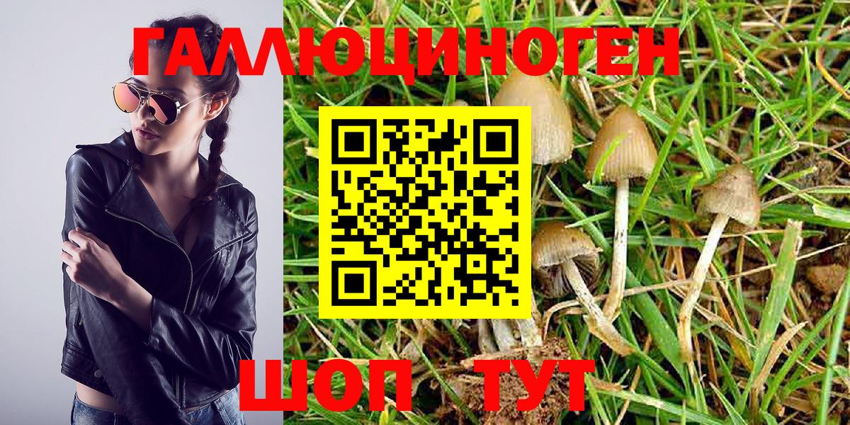 Галлюциногенные грибы Psilocybe Обнинск